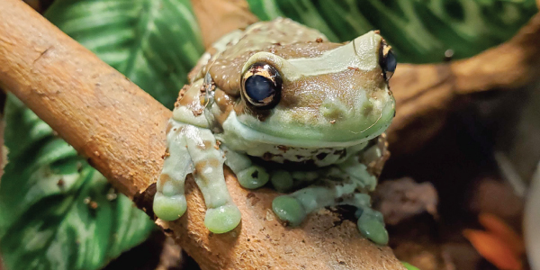Mission Golden-Eyed Tree Frog Fact Sheet