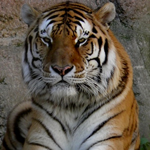 Tiger with pink and yellow flowers. Amur tiger walk in the cotton