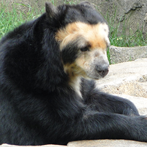 Sun bear  San Diego Zoo Wildlife Explorers