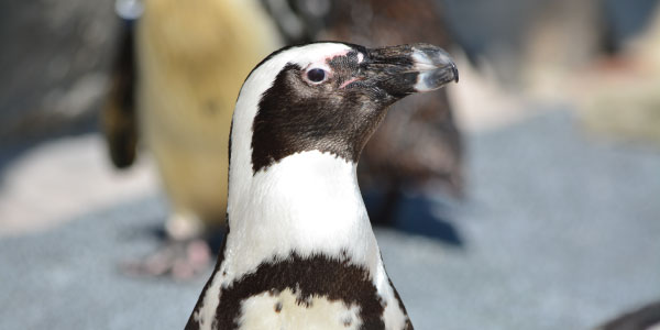 african penguin habitat