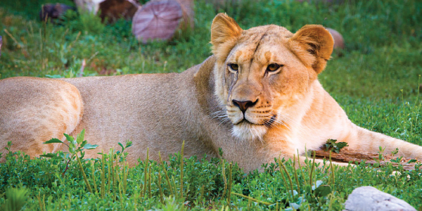 african wild lions