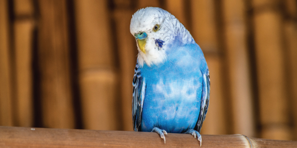 Premium Photo | Bright domestic birds. fluffy, bright, colorful parrots.  macaw, budgerigar