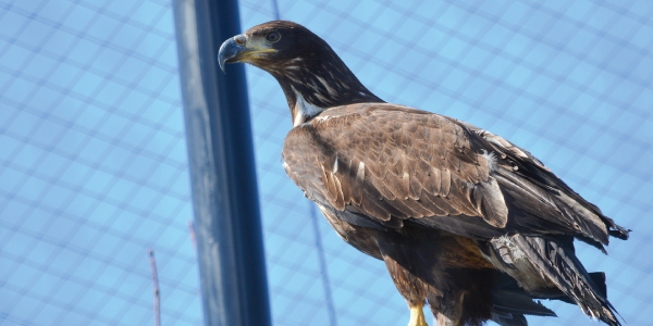 Bald eagle, facts and information