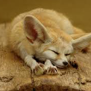 fennec fox habitat