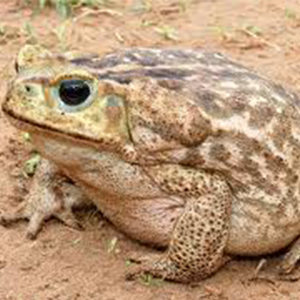 Cute Marine Toad pictures, Marine Toad photo, Pictures of Marine Toad , Marine Toad wallpapers, wallpaper of Marine Toad 