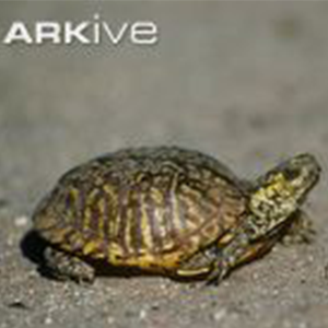 Ornate Box Turtle Fact Sheet Racinezoo Org   Ornate Box Turtle 