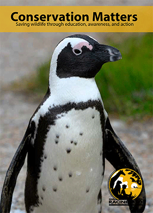 african penguin habitat facts