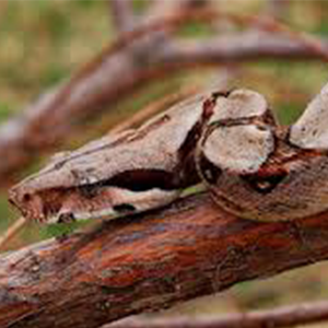 albino colombian red tail boa