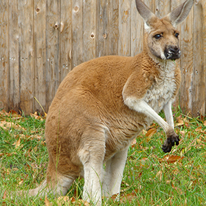 red kangaroo habitat