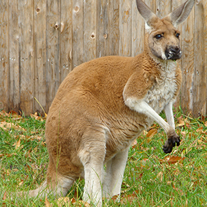 Red Kangaroo Fact Sheet Racinezoo Org