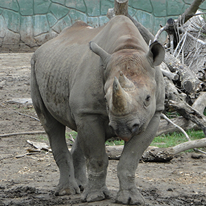 black rhinoceros fun facts