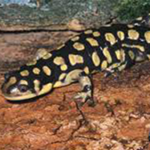 Tiger Salamander Fact Sheet | racinezoo.org