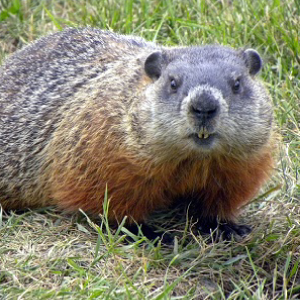 woodchuck