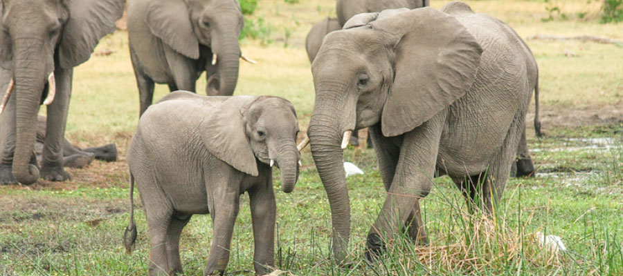 Elephants Conservation Campaign
