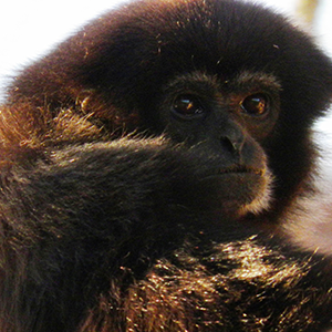 white handed gibbons