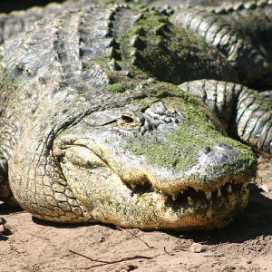 Crocodile- Some Surprising Facts About The Largest Reptile!