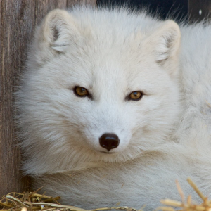 Arctic Fox – Canada Fur Company