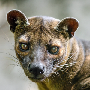 fossa tail