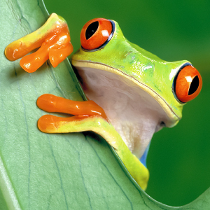 red eyed tree frog predators