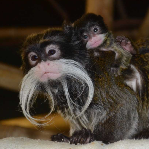 baby tamarin monkey