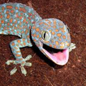 Tokay Gecko Fact Sheet 