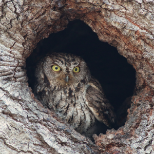 Western screech owl